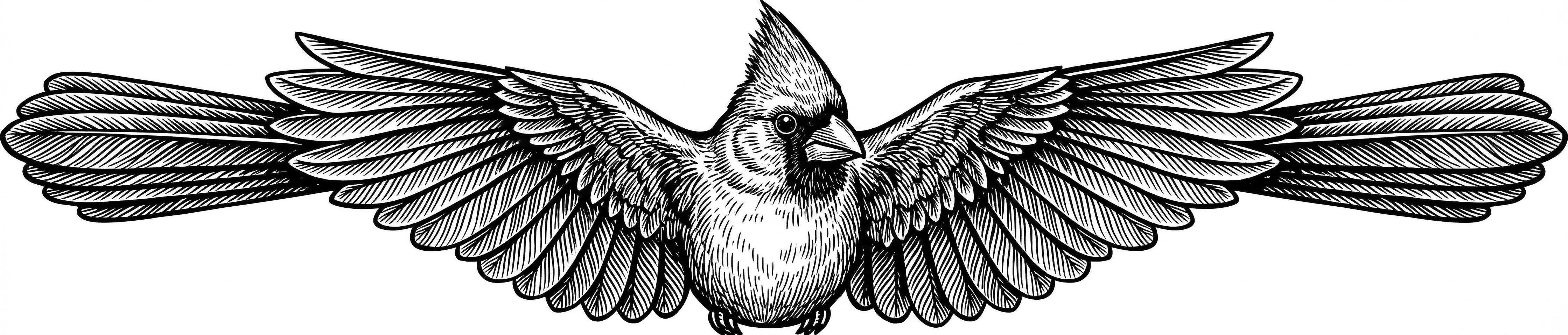 CardinalIllustration